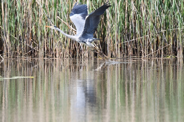 Reiher im Weiher - (c) R Herling.jpg